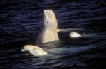 Alaska: Trovata una Nuova Oasi per i Beluga 0